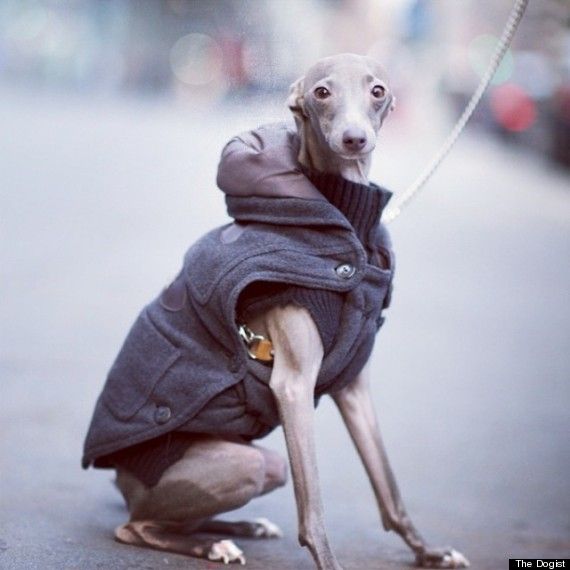 greyhound in hoodie