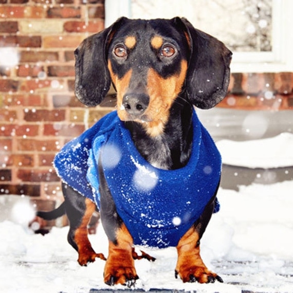Blue Fleece Jacket - Extra Small Dog Size