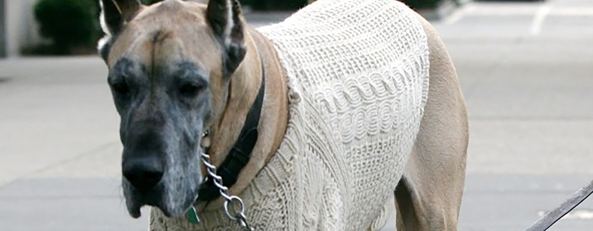 Extra Large Dogs Image Header: Dog in Sweater