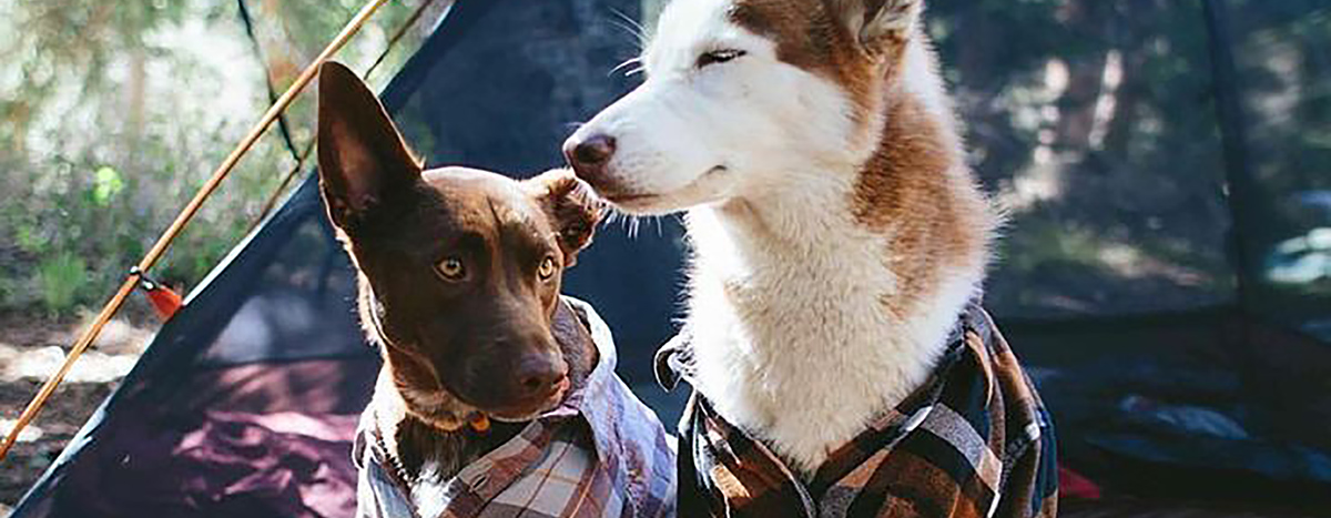 Large Dogs Image Header: Two Dogs in Coats