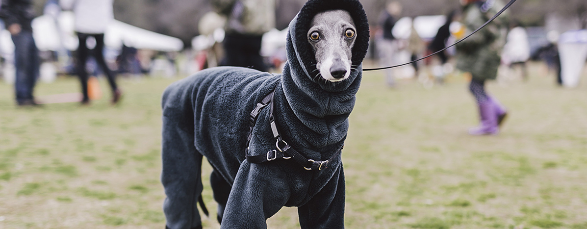 Medium Dogs Image Header: Dog in A Coat