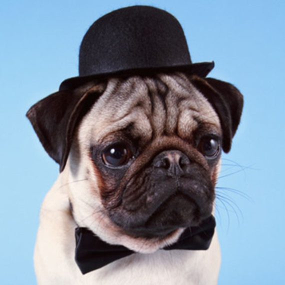 Black Bowler Hat - Extra Small Dog Size