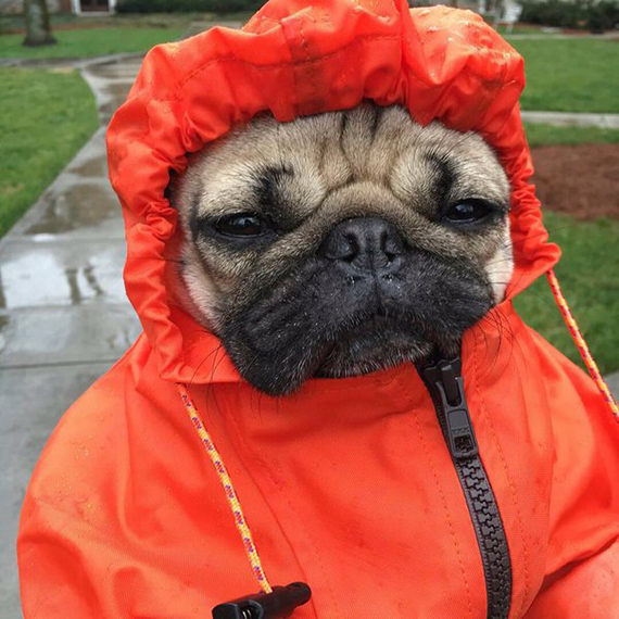 Orange Raincoat - Original - Extra Small Dog Size