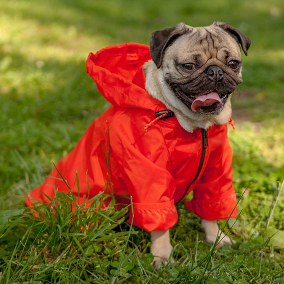 Orange Raincoat - New  - Extra Small Dog Size